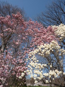 magnolia